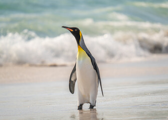 Fototapeta premium Close Up Full Body King Penguin Stretches His Neck on Beach. Sunny Day Yorke Bay Falkland Islands Near Antarctica. Beautiful Wildlife Penguin Colony