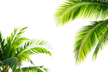 Naklejka premium Green Palm Tree Leaves Against White Background