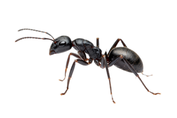 Black Carpenter Ant on White Background