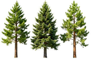 Three Different Types of Evergreen Trees