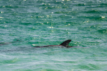 Obraz premium Dolphin Fin Visible in the Waters of Yorke Bay Falkland Islands. Close Up of Wildlife in Green Turquoise Waters