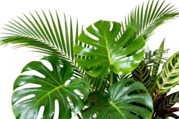 Monstera and Palm Leaves Indoor Plants Arrangement