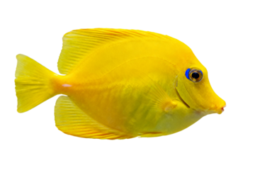 Yellow Tang Fish Isolated on White Background