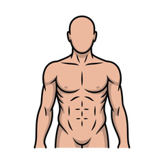 Fototapeta premium Muscular male torso shows defined abdominal muscles outline.