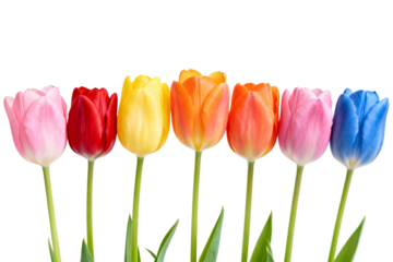 Colorful tulips on white background, spring flowers