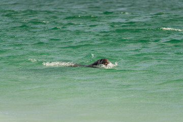 Fototapeta premium Seal Splashing in the Waves in Yorke Bay Falkland Islands. An Elephant Seal Through the Green Colorful Water on Beach