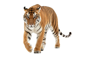 Obraz premium Tiger in Motion: Majestic Felid Walking