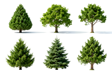 Collection of Six Different Green Trees