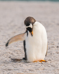 Fototapeta premium Close Up Gentoo Penguin on the Beach Arm Flipper Open Beak Picks Chest in Yorke Bay Falkland Islands Near Antarctica. Cute Wildlife Penguin Colony