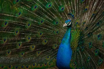 Obraz premium peacock with feathers