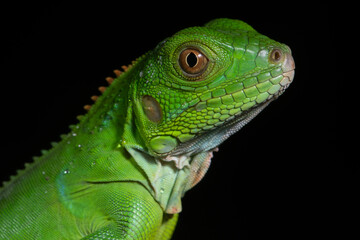 Naklejka premium green iguana portrait