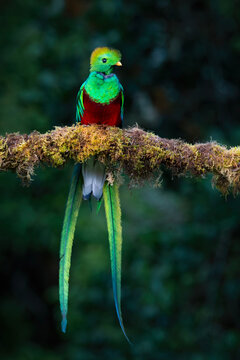 Quetzal