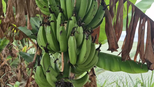 Professional close-up video of an attractive fresh green banana bunch on a tree, Rural Life & Farming Scenes in Bangladesh, 4K UHD 30fps.