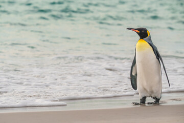 Fototapeta premium King Penguin on Beach Shore in Yorke Bay Falkland Islands Near Antarctica. Looks Out Across Ocean Documentary Cute Wildlife Penguin Colony On Side