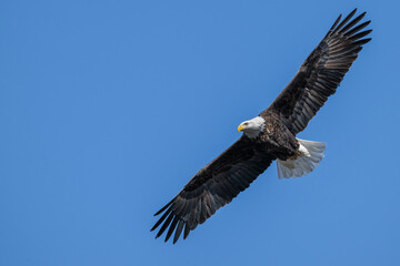 Bald eagle in flight against a blue sky.