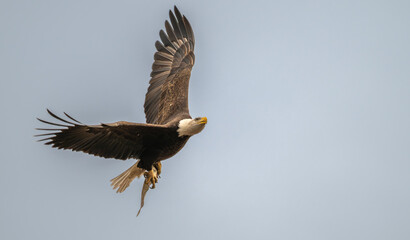 Bald eagle in flight with a fish in its talons.