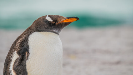 Adorable Gentoo Penguin Eyes Closed Close Up on Beach Shore in Yorke Bay Falkland Islands Near...