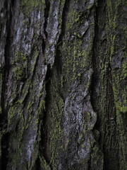 Obraz premium Vertical closeup of native Monterey cypress tree. 
