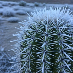 Cactus Ice Fluff with Sharp Texture in a Frozen Desert Landscape