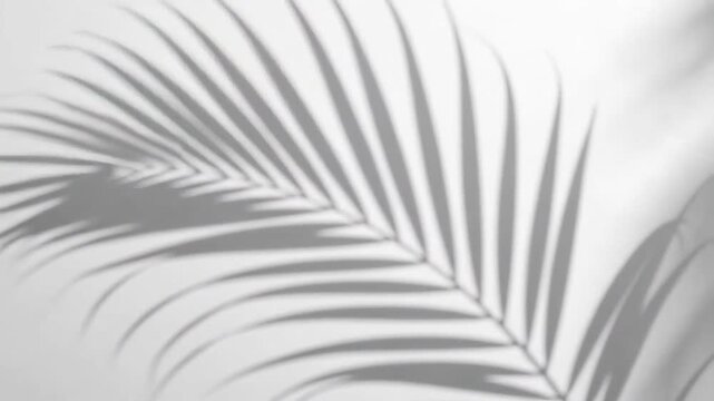Monochrome image featuring the shadow of a palm leaf against a white background.