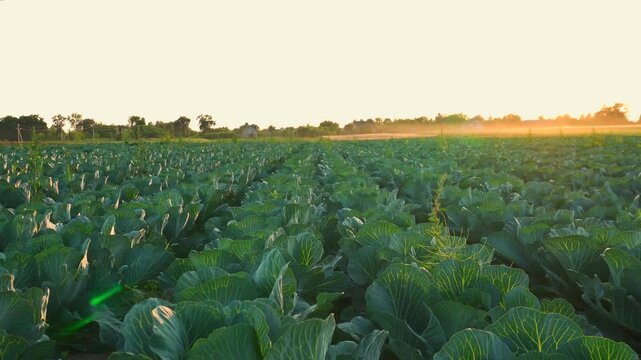 Cabbage field at sunset in rural area with golden light shining over crops and open landscape
