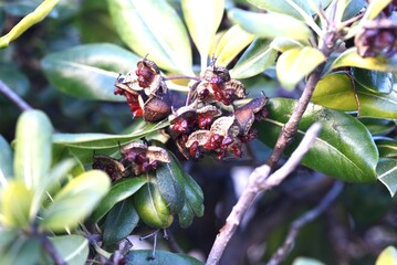 Japanese tobira (Pittosporum tobira). It produces fragrant five-petaled flowers and the fruit ripens into three parts, releasing sticky red seeds.