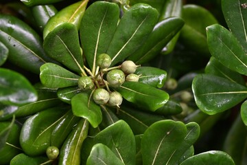 Japanese tobira (Pittosporum tobira). It produces fragrant five-petaled flowers and the fruit ripens into three parts, releasing sticky red seeds.