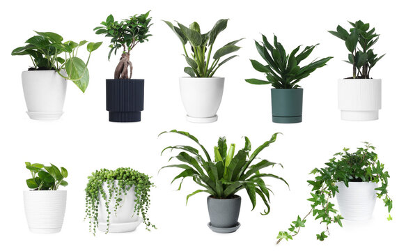 Different house plants in pots isolated on white, collection