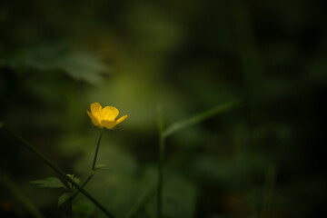 Single Western Wallflower Glows Yellow Against A Dark Green Forest