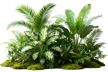 Tropical Plant Collection with Varied Foliage and Moss