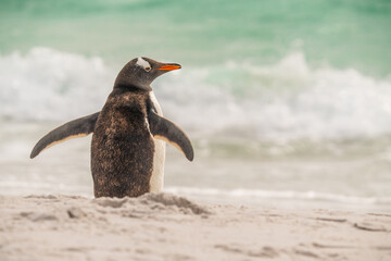 Adorable Gentoo Penguin Fins Arms Open Shore Facing the the Ocean. Beach in Penguin Colony Yorke Bay Falkland Islands Near Antarctica Beautiful Day