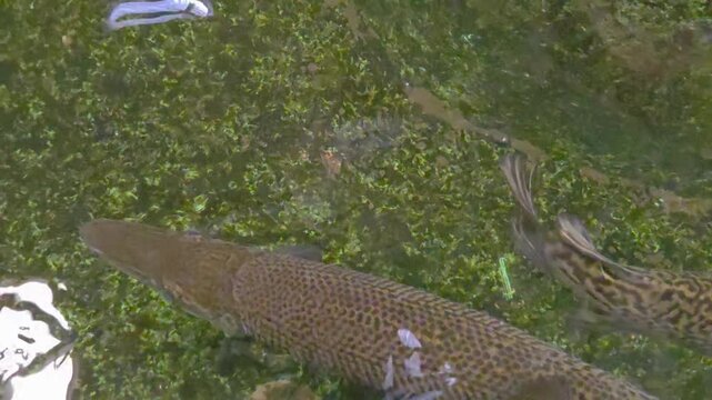 A group of alligator gars (Atractosteus spatula) in the water. 