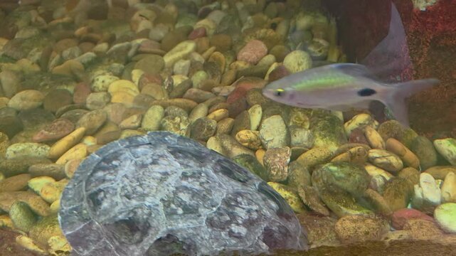 Close-up, profile view of  Yellow-spotted river turtle (Podocnemis unifilis), also known as the yellow-spotted Amazon river turtle.  swimming gracefully through clear water.