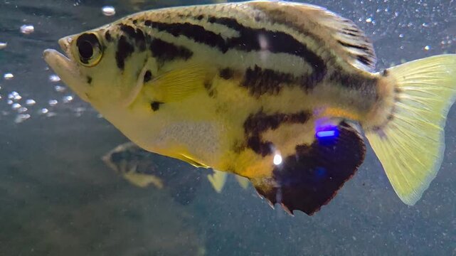 Close-up of an zebra archerfish swimming in an aquarium.
