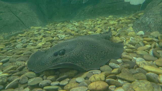 A dark-patterned stingray resting on a riverbed of an aquarium, showcasing its natural camouflage in an aquatic environment.