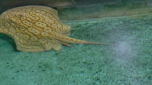 Albino Pearl Stingray resting on a sandy, gravel-covered bottom of an aquarium.
