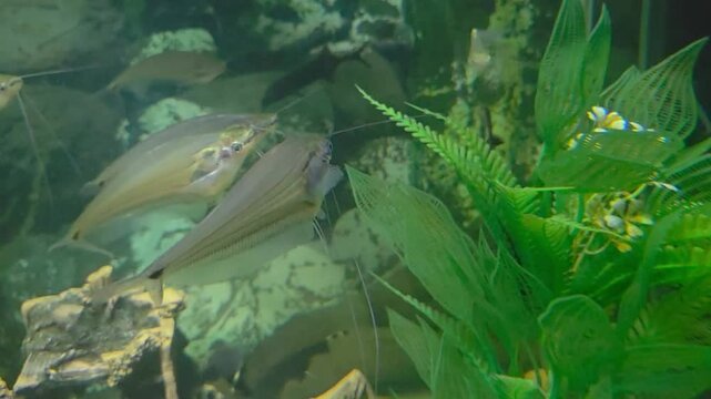 Several Kryptopterus vitreolus (commonly known as Ghost Catfish or Glass Catfish) swimming together in a planted aquarium.