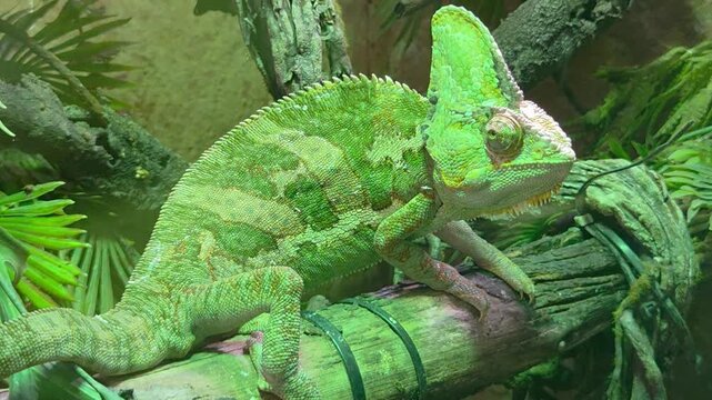 Veiled Chameleon (Chamaeleo calyptratus) perched on a thick, textured branch within a lush terrarium environment.