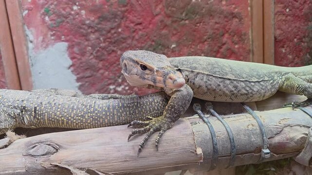 A monitor lizard resting on a thick bamboo pole within a captive enclosure.