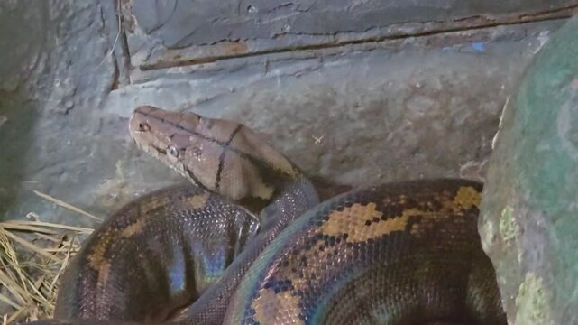 Golden Child Reticulated Python (Malayopython reticulatus) coiled within a naturalistic rocky enclosure.