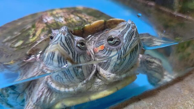A rare, two-headed red-eared slider turtle submerged in a clear blue water tank. The close-up shot highlights the unique biological phenomenon of polycephaly