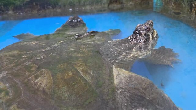 2-Headed Snapping Turtle (Chelydra serpentina) submerged in a bright blue aquarium tank.