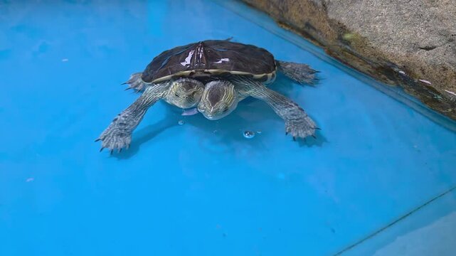 A rare two-headed turtle (polycephaly) swimming in a bright blue aquatic environment.