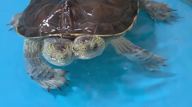 Close-up of a rare two-headed turtle (polycephaly) as it swims toward the camera in a bright blue aquatic environment.