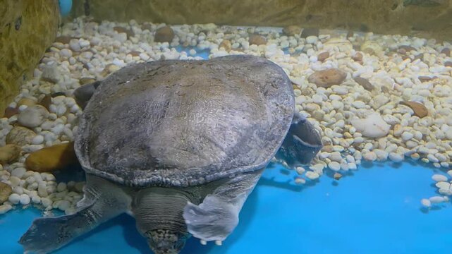 Chinese softshell turtle (Pelodiscus sinensis) resting at the bottom of a bright blue aquarium.
