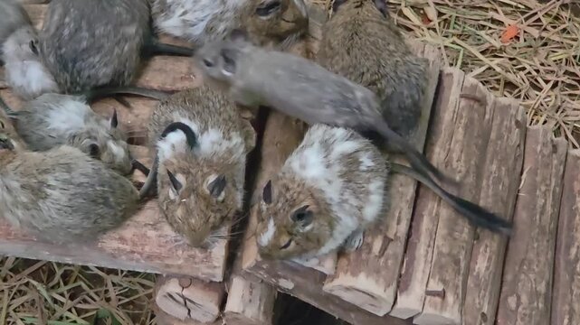 High-angle view of degu pups with mixed coat patterns huddled together on wooden logs in a straw-lined enclosure.