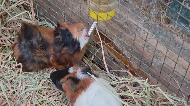 A group of tricolor guinea pigs inside a wire-mesh enclosure, actively drinking from a drip water bottle, while both are surrounded by dry hay bedding.