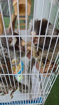 A vertical, close-up shot of Common Marmosets (Callithrix jacchus) inside a domestic bird-style wire cage.
