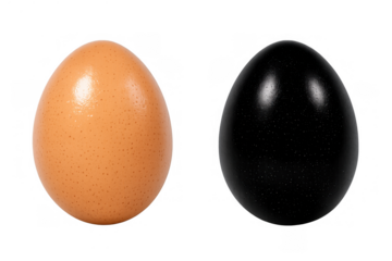 Contrasting eggs showing uniqueness and diversity, a brown egg alongside a black egg, transparent background