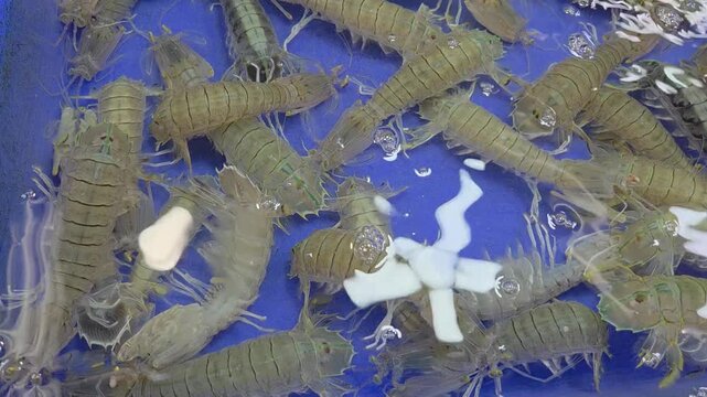 Several live mantis shrimps swimming and crawling in a bright blue plastic container at a wet market.